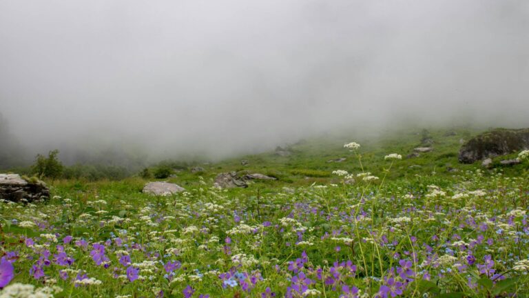 Valley of Flowers in Uttarakhand